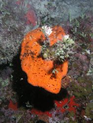 Coral, camera olympus c-5050,ikelite housing,ds-125 ikeli... by Ray Eccleston 